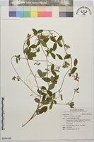 藏品(鹿藿)的圖片
