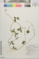 藏品(假菜豆、湯氏葛藤)的圖片