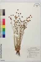 藏品(毛球柱草、高雄球柱草)的圖片