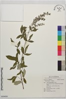 藏品(三葉蔓荊)的圖片