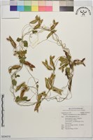 藏品(圓葉野扁豆)的圖片