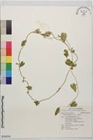 藏品(白花牽牛)的圖片