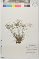 藏品(小畦畔飄拂草)的圖片