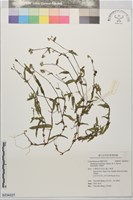 藏品(牛軛草)的圖片