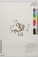藏品(藍豬耳、母草)的圖片