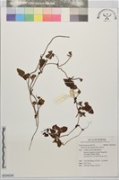 藏品()的圖片