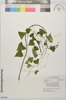 藏品()的圖片