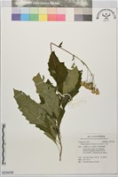 藏品(黃花三七草)的圖片