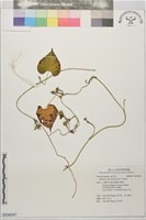 藏品()的圖片