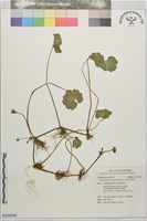 藏品(漂浮天胡荽)的圖片