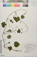 藏品(紅花野牽牛)的圖片