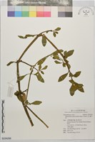 藏品(空心蓮子草)的圖片