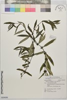 藏品(粗葉耳草)的圖片