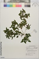 藏品(離藥金腰箭)的圖片