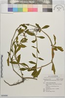 藏品(空心蓮子草)的圖片