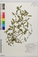藏品(蓮子草)的圖片