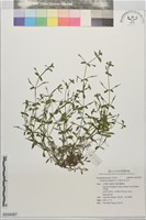 藏品(泥花草)的圖片