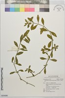 藏品(空心蓮子草)的圖片
