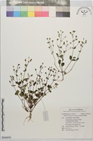 藏品(藍豬耳)的圖片