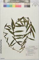 藏品(粗葉耳草)的圖片