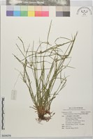 藏品(單穗水蜈蚣)的圖片