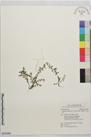 藏品(石胡荽、吐金草)的圖片