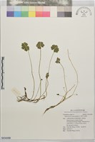 藏品(漂浮天胡荽)的圖片