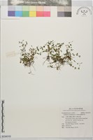 藏品(圓葉母草)的圖片