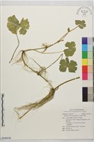 藏品(漂浮天胡荽)的圖片
