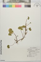 藏品(漂浮天胡荽)的圖片