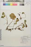 藏品(漂浮天胡荽)的圖片