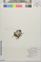 藏品(銅錢草)的圖片