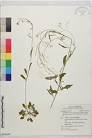 藏品(玉山筷子芥)的圖片
