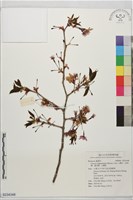 藏品(山櫻花、緋寒櫻、鐘花櫻、山櫻桃)的圖片