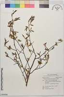 藏品(阿里山千金榆)的圖片