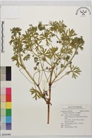 藏品(野老鸛草)的圖片