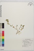 藏品(繁縷)的圖片