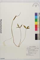藏品(半夏、地文、三不掉)的圖片
