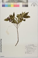 藏品(珠砂根)的圖片
