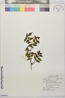 藏品(伏牛花)的圖片