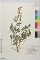 藏品(臺灣黃菫)的圖片