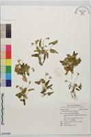 藏品(箭葉堇菜)的圖片