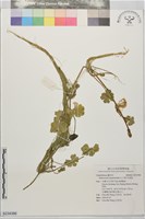 藏品(漂浮天胡荽)的圖片