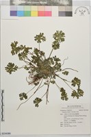 藏品(柔毛牻牛兒苗)的圖片