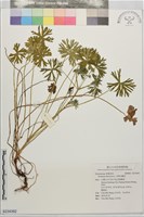 藏品(刻葉老鸛草)的圖片