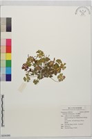 藏品(野老鸛草)的圖片