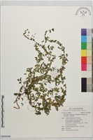 藏品(小葉石薯)的圖片