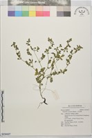 藏品(小花金梅)的圖片