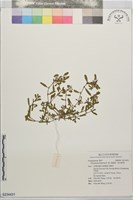 藏品(假萹蓄、節花路蓼)的圖片