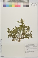 藏品(線球菊、田基黃)的圖片